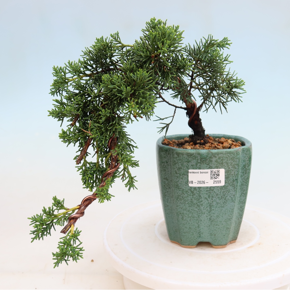 Kültéri bonsai - Juniperus chinensis Kishu