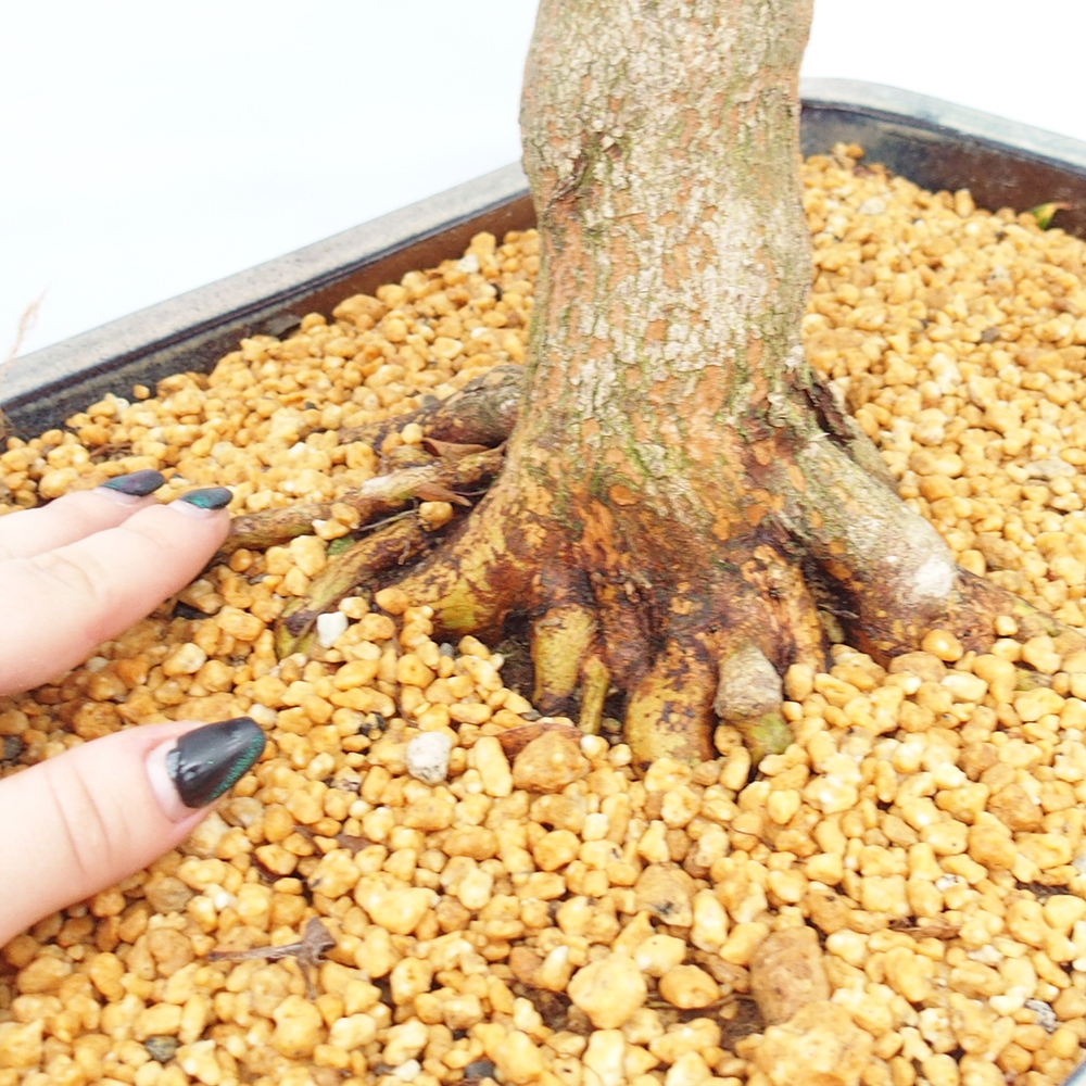 Kültéri bonsai - Japán azálea - Azalea Saishun