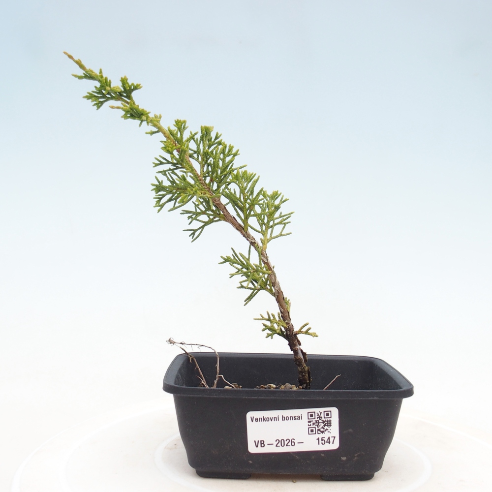 Kültéri bonsai - Juniperus chinensis Itoigawa