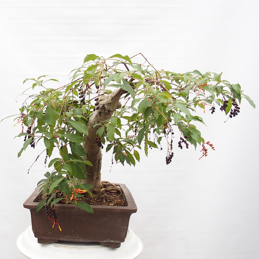 Szoba bonsai - Hamelia patent