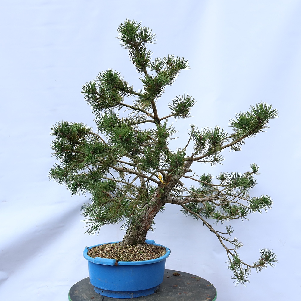 Pinus sylvestris Spanyolország – erdei fenyő