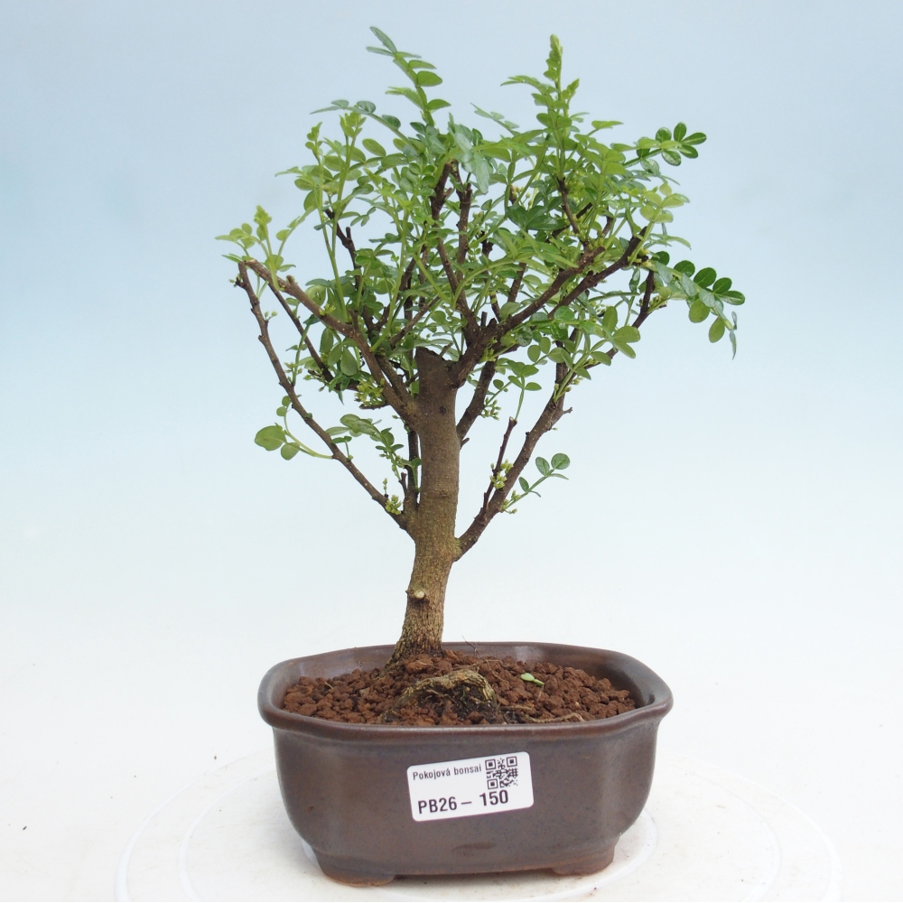 Szobai bonsai - Zantoxylum piperitum - borsfa