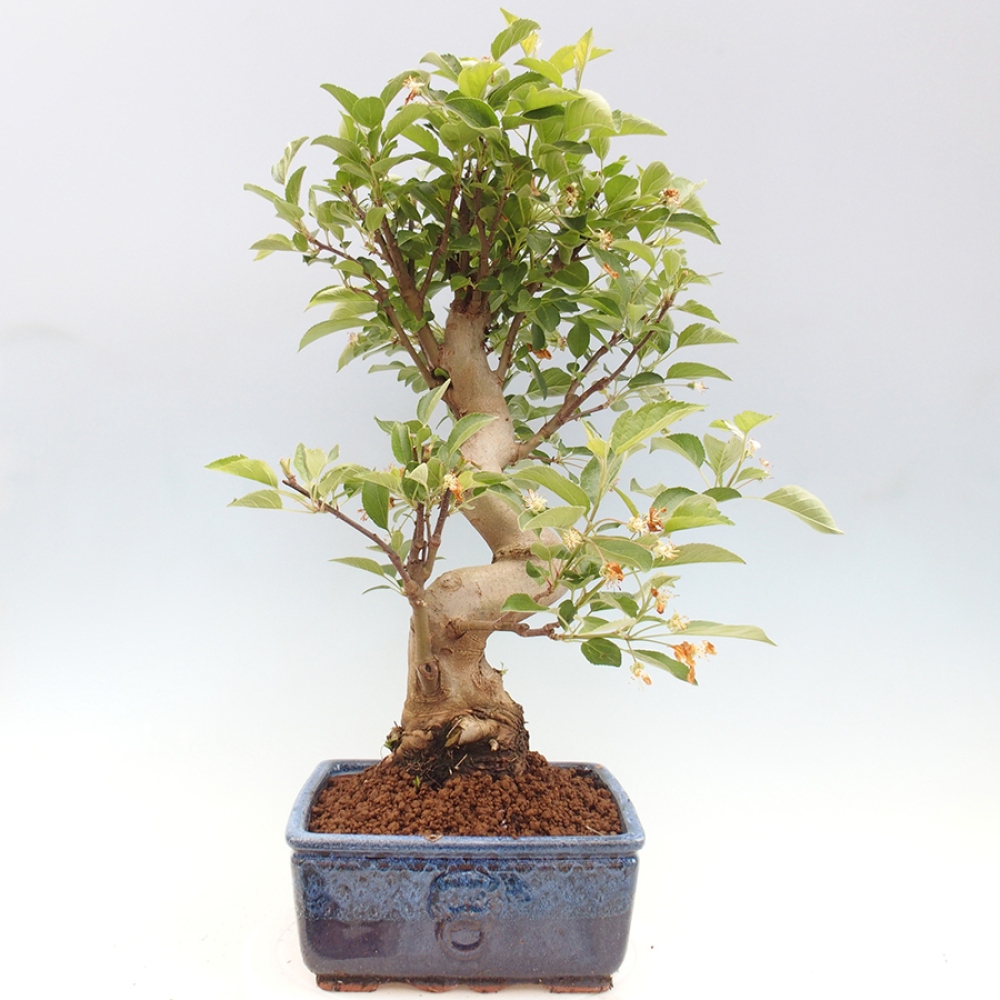 Kültéri bonsai -Malus halliana - Kis gyümölcsű almafa