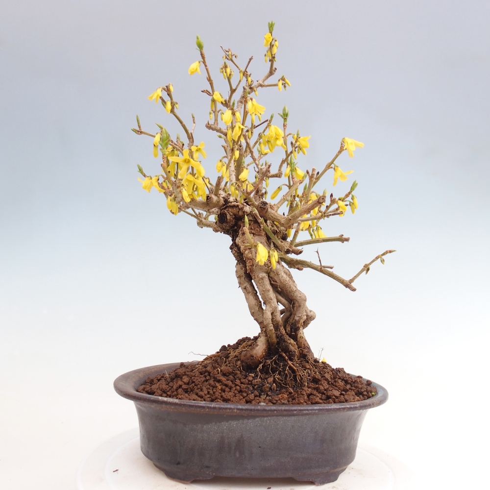 Kültéri bonsai - Zlatice - Forsythia koreana