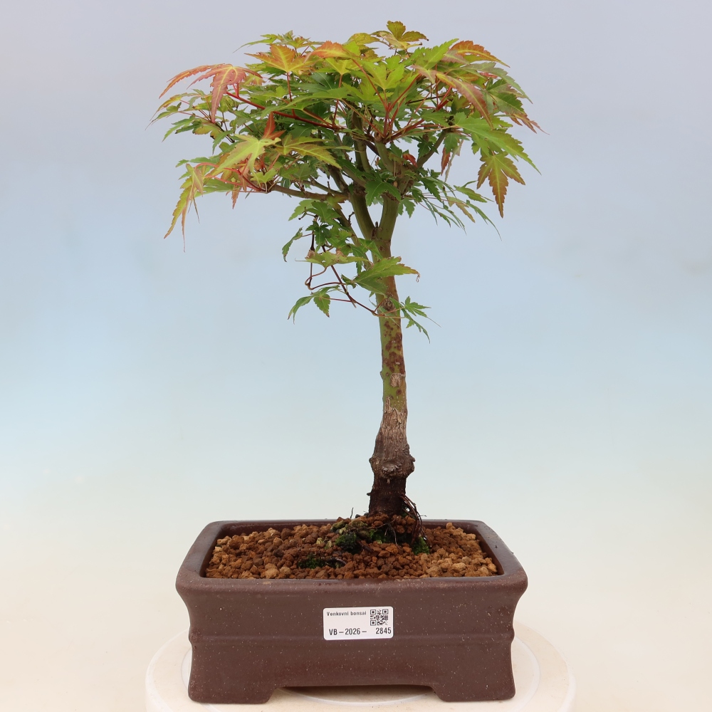 Juhar - Acer palmatum Beni Tsukasa