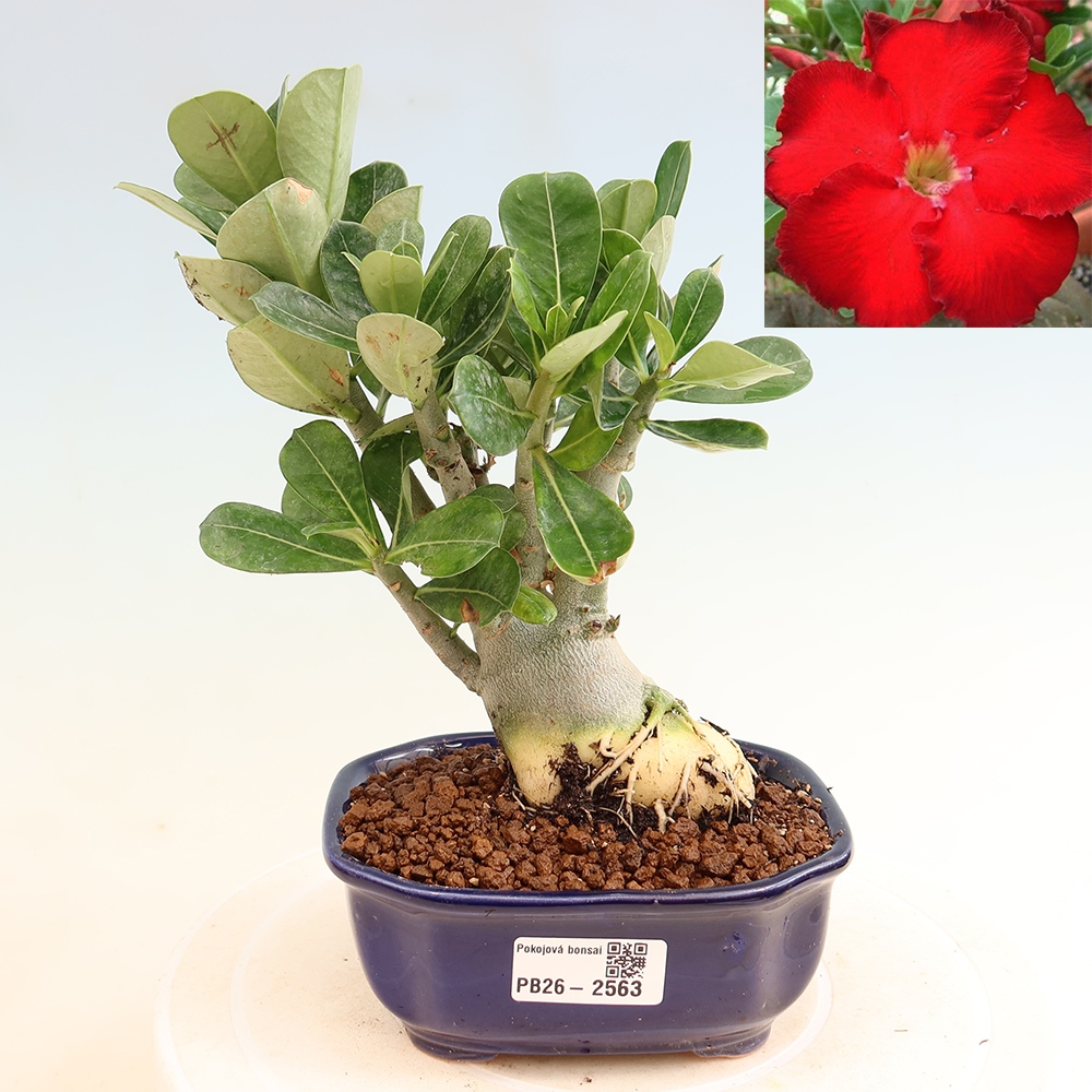 Szobabonsai – Adenium obesum Red Star – Sivatagi rózsa