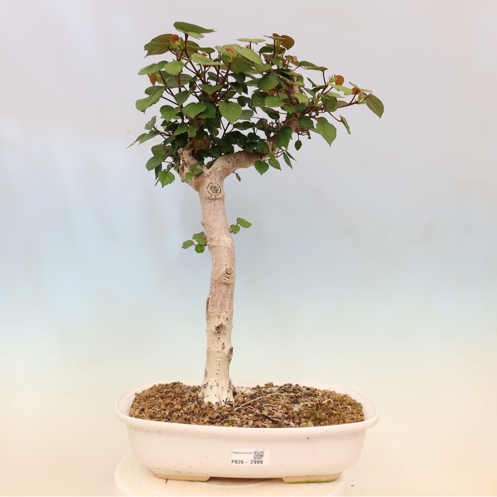 Beltéri bonsai - Hibiscus tiliaceus - tengeri hibiszkusz