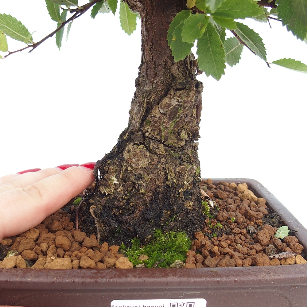 Kültéri bonsai - Zelkova - Zelkova NIRE