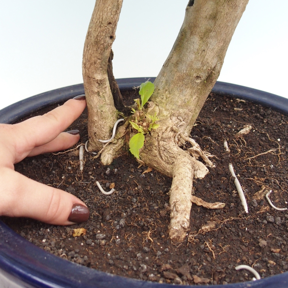 Szobai bonsai - Duranta erecta Aurea