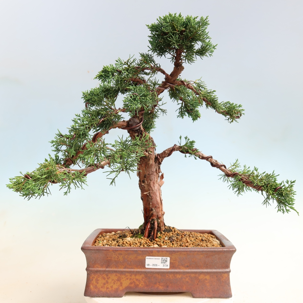 Kültéri bonsai - Juniperus chinensis Kishu