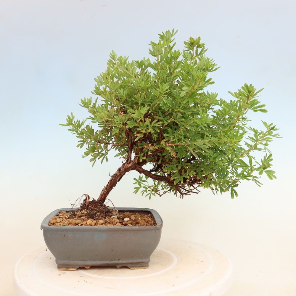 Kültéri bonsai – Cserjés potentilla – Potentilla fruticosa Bellissima