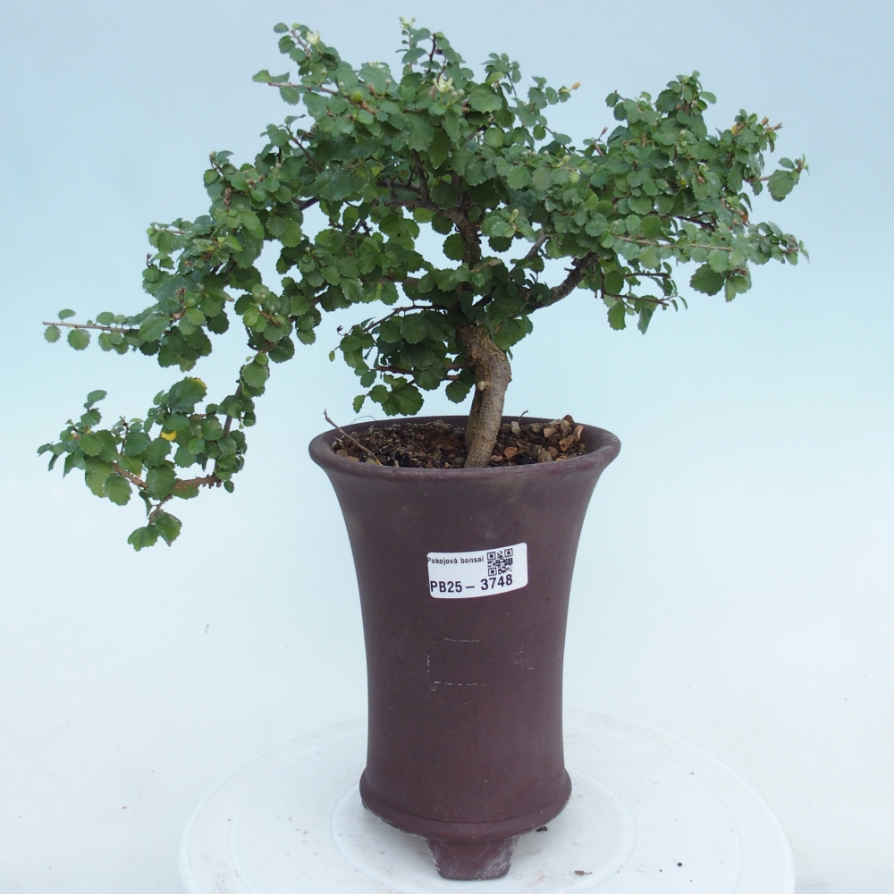 Szobai bonsai - Grewia sp. - Grewia malafolia