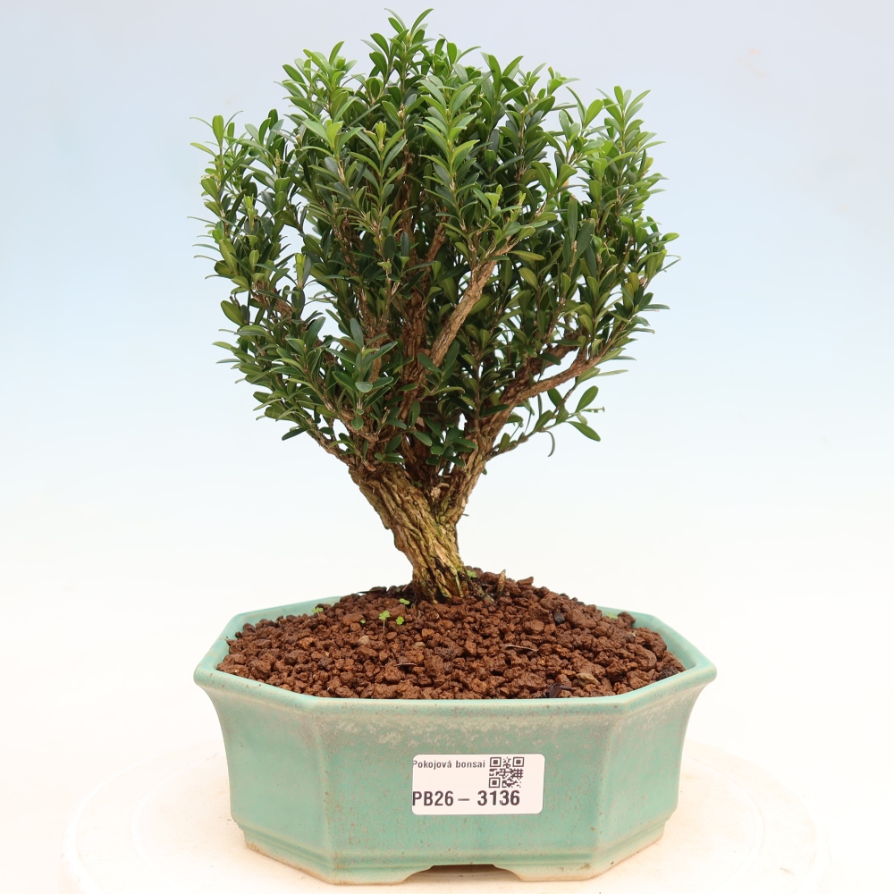 Szobai bonsai - Buxus harlandii - parafa buxus