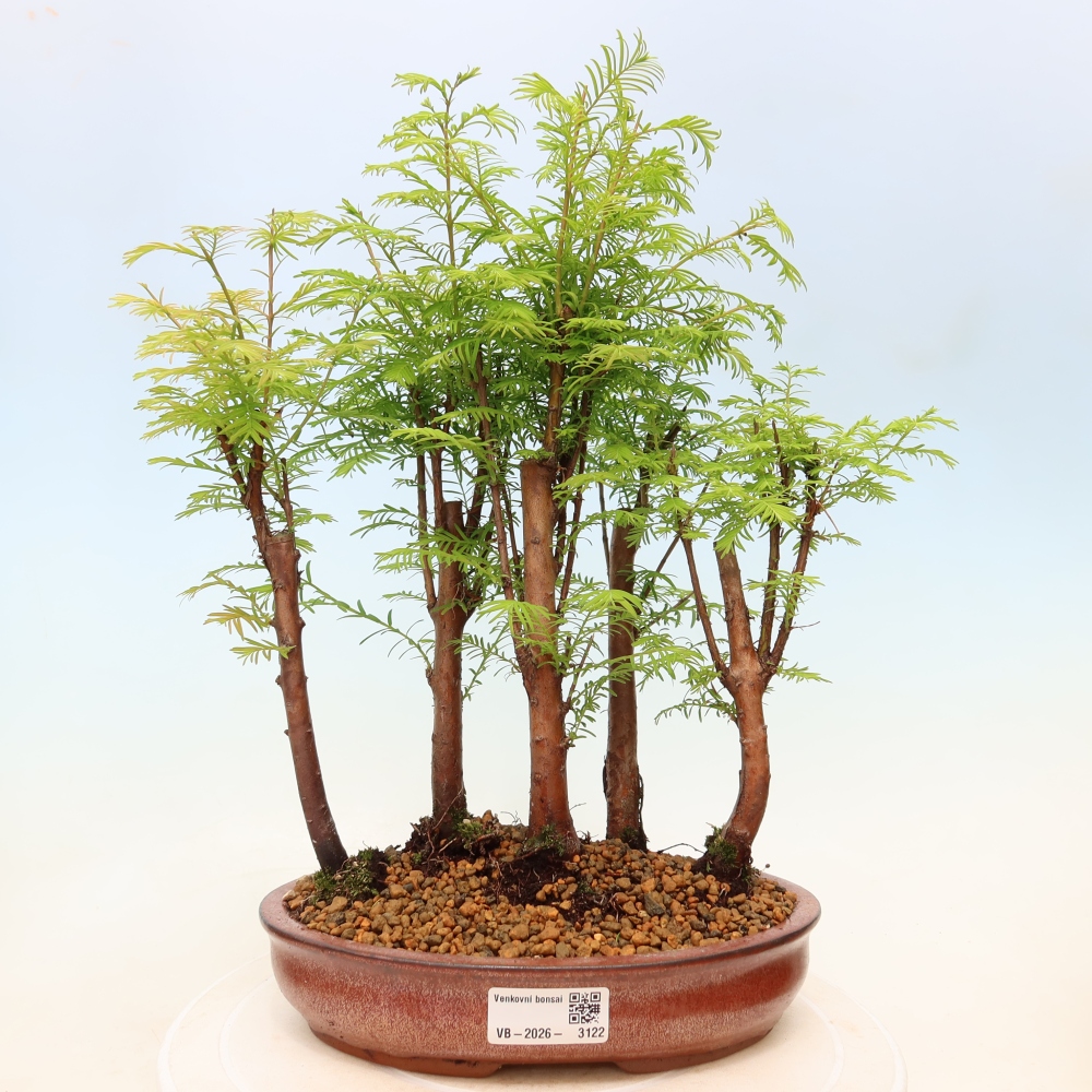 Kültéri bonsai – Metasequoia glyptostroboides – kínai metasequoia – kis erdő