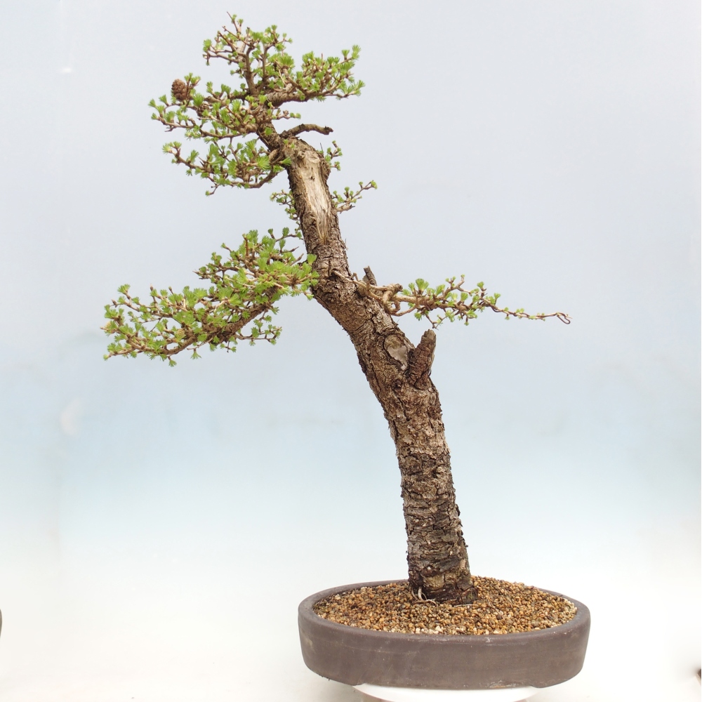 Kültéri bonsai -Larix decidua - vörösfenyő - Csak raklapon szállítható