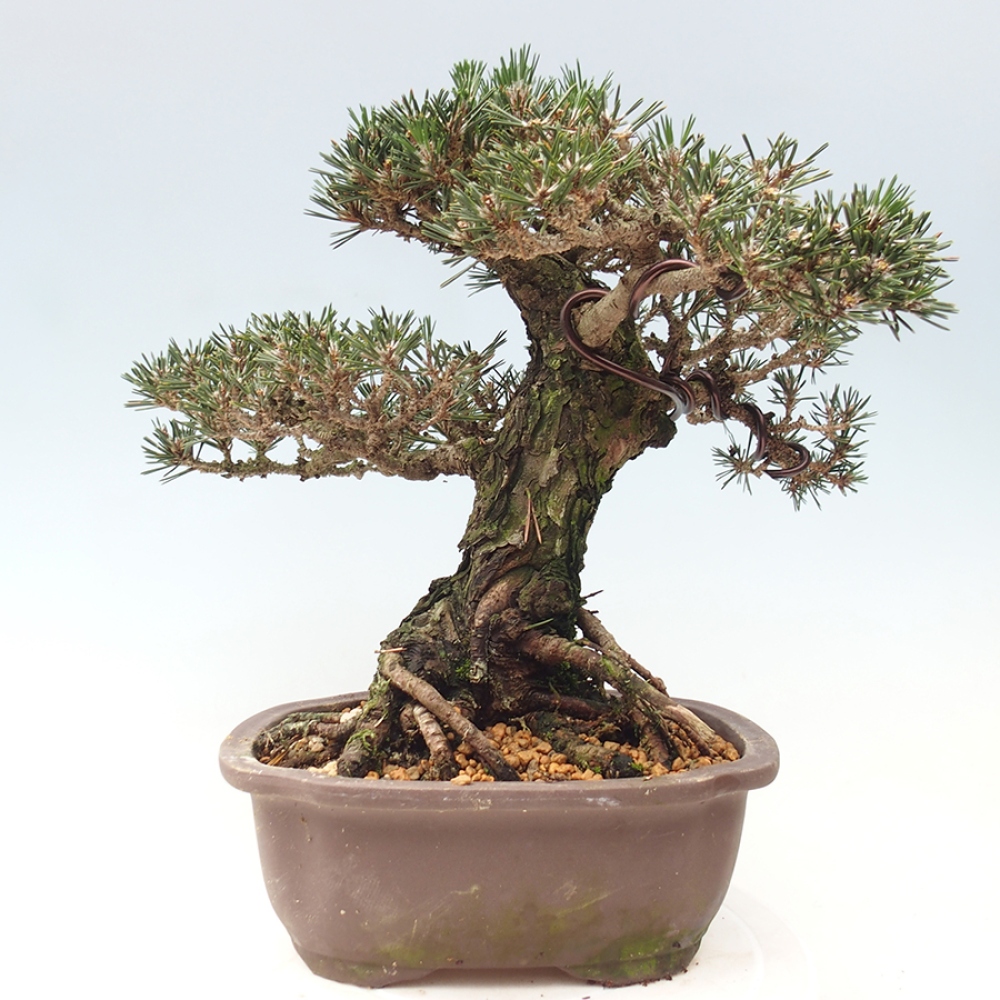 Kültéri bonsai - Pinus thunbergii Kotobuki - Thunberg fenyő