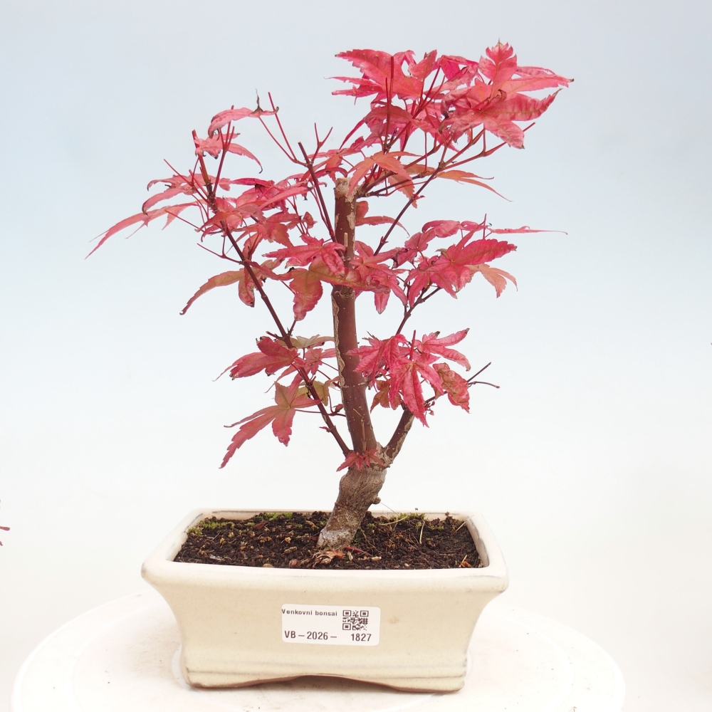 Kültéri bonsai - Acer palmatum DESHOJO
