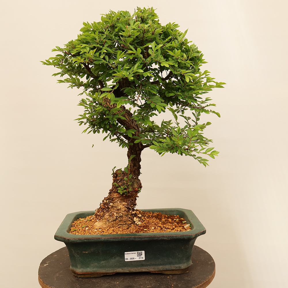 Kültéri bonsai - Zelkova - Zelkova NIRE