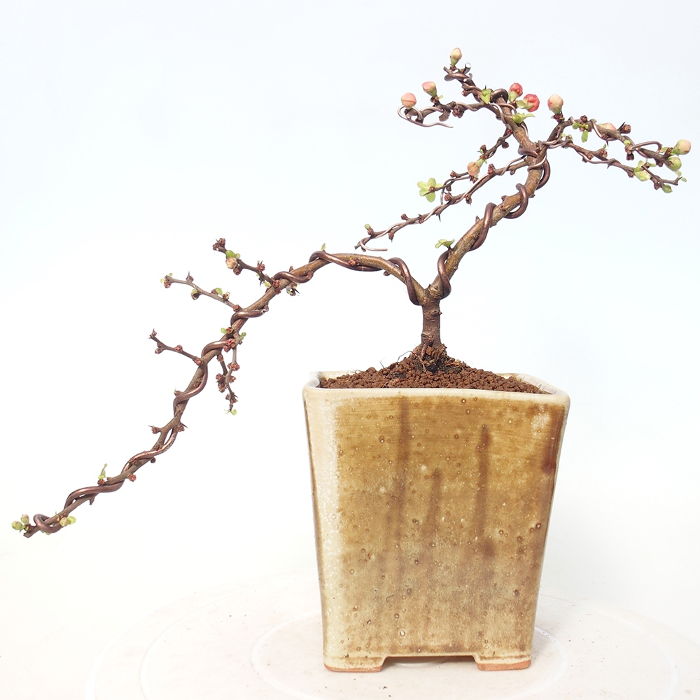 Kültéri bonsai - Chaneomeles s. Red Joy - birs