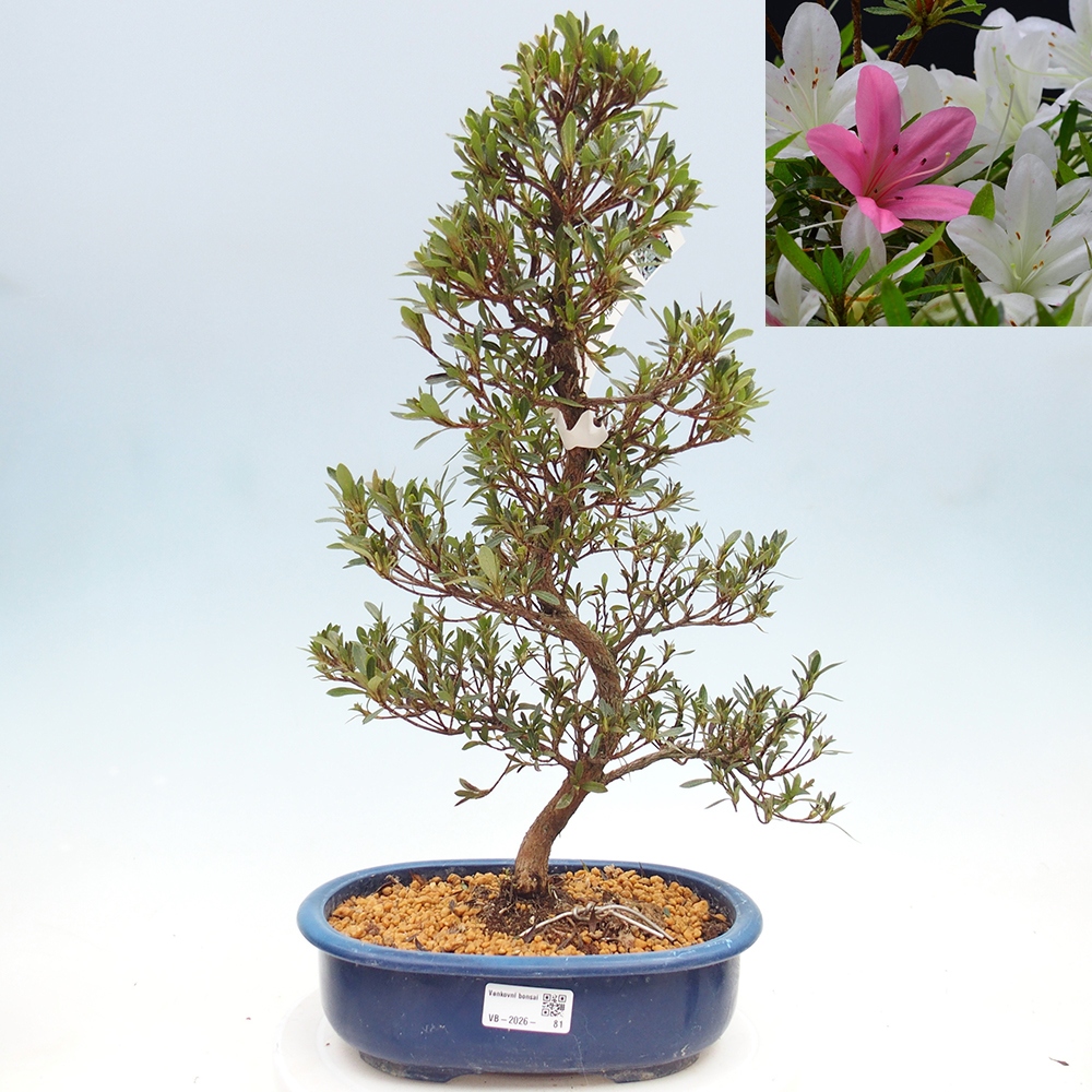 Kültéri bonsai - Japán azálea - Azalea Hakurin