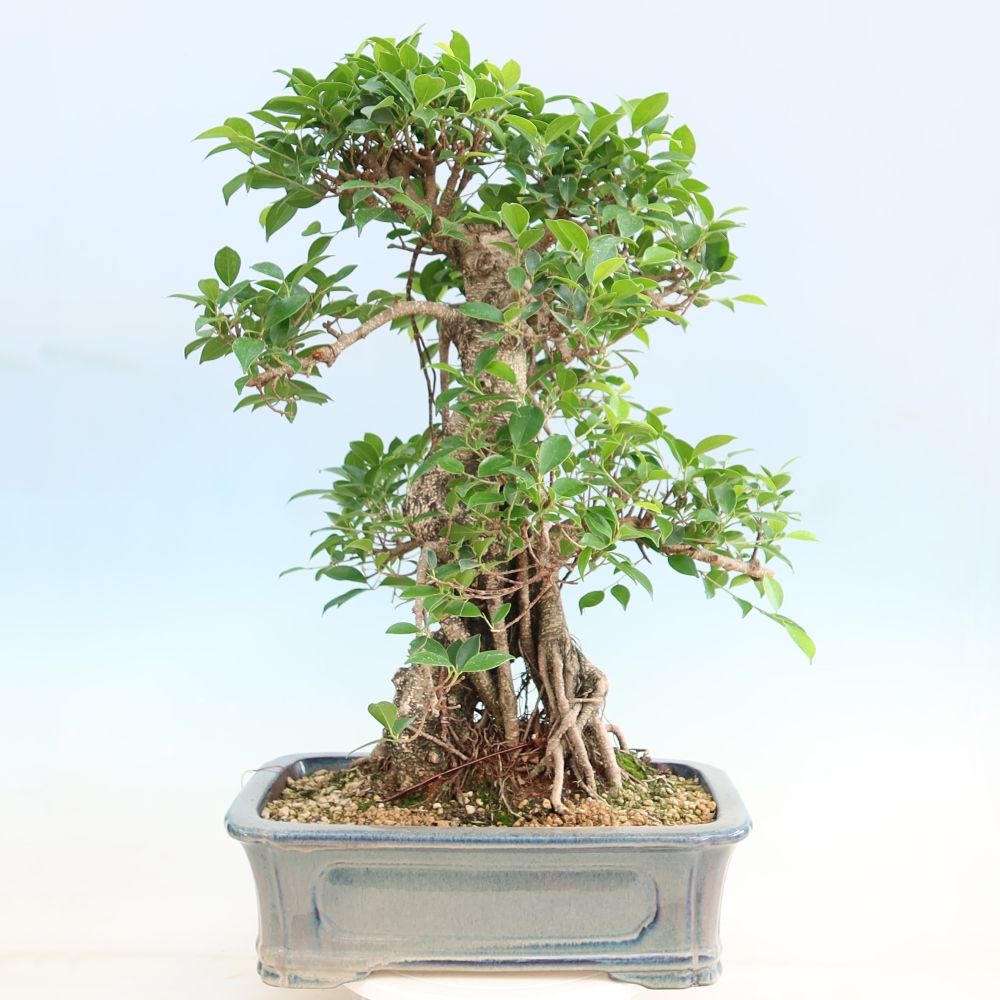 Szobai bonsai - Ficus kimmen - kislevelű fikusz