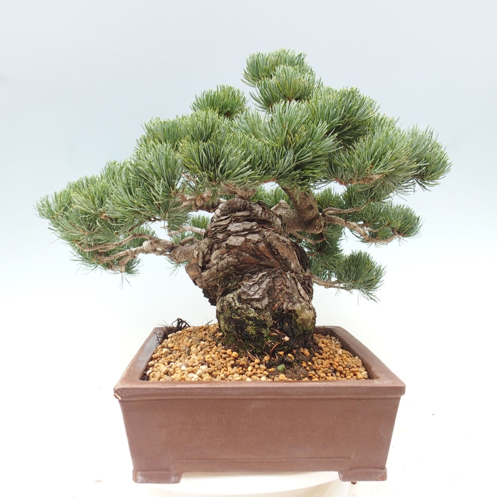 Kültéri bonsai - Pinus parviflora - Pinus parviflora
