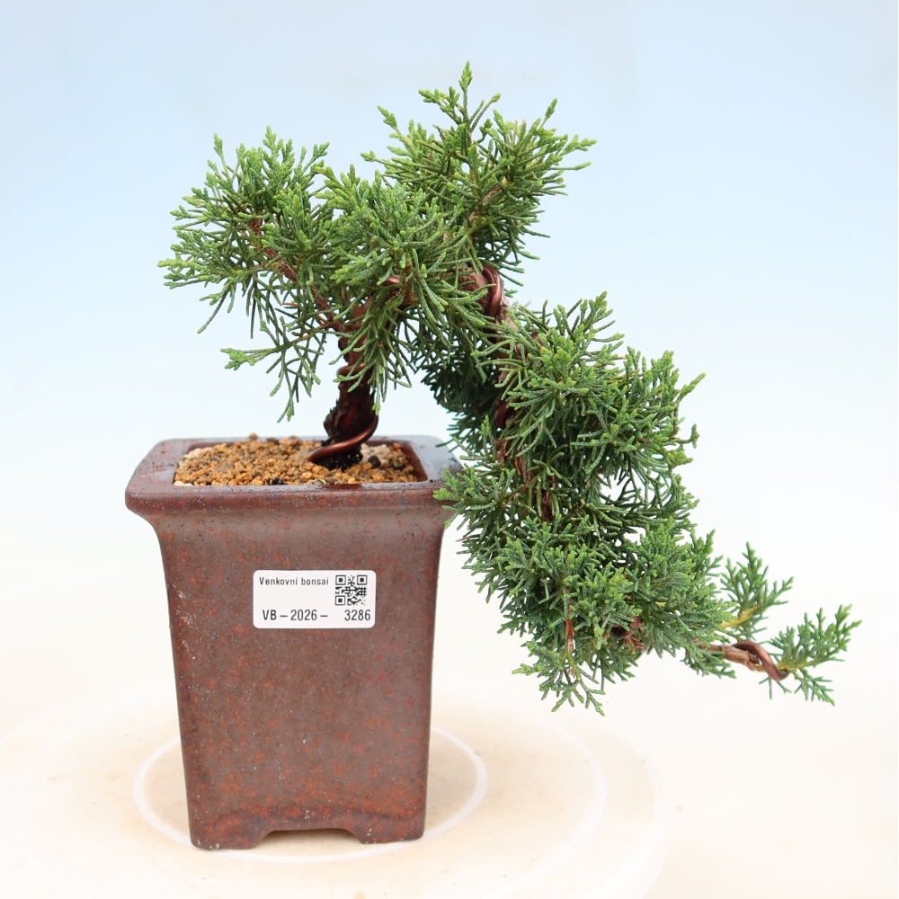 Kültéri bonsai - Juniperus chinensis Kishu