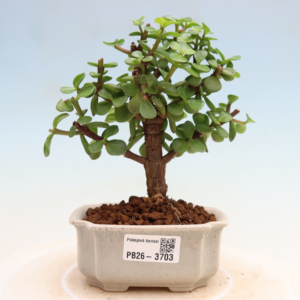 Szoba bonsai - Portulakaria Afra - Tlustice