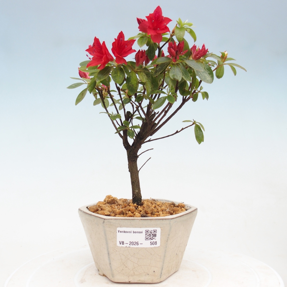 Kültéri bonsai - japán azálea - Azalea sp.