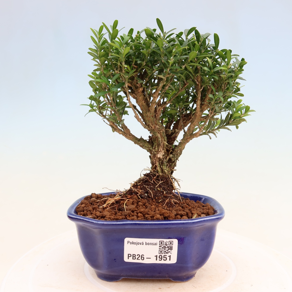 Szobai bonsai - Buxus harlandii - parafa buxus