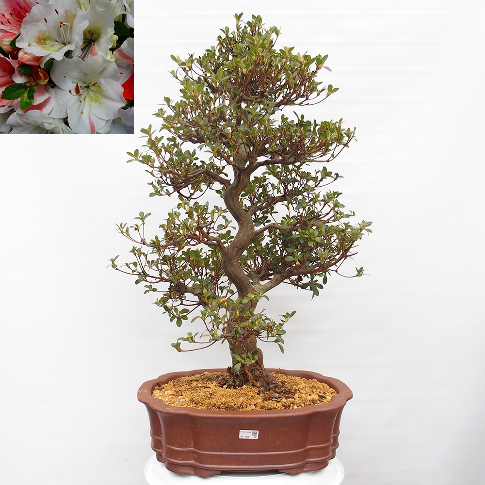 Kültéri bonsai - Japán azálea - Azalea Sansei