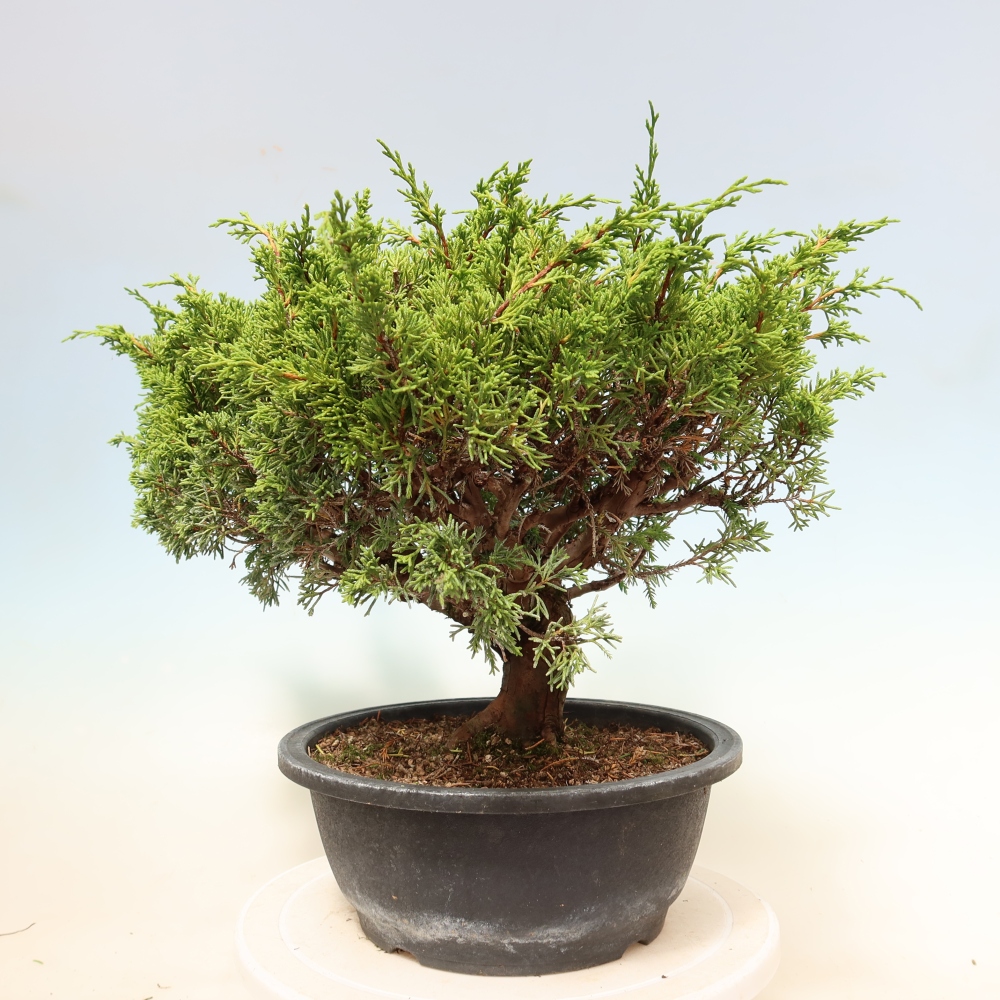 Kültéri bonsai - Juniperus chinensis Itoigawa-Juniperus chinensis