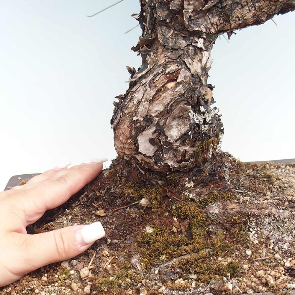 Kültéri bonsai - Pinus thunbergii - Thunberg fenyő