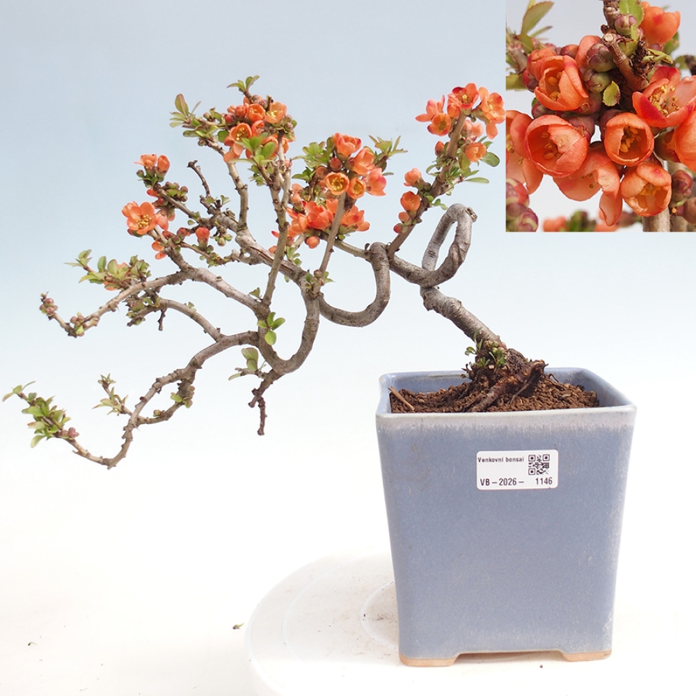 Kültéri bonsai - Chaneomeles sup. Narancsos ösvény - birs