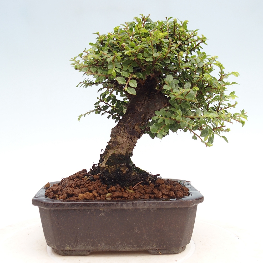 Kültéri bonsai - Ulmus parvifolia Hokkaido - Kínai szil - Ulmus parvifolia Hokkaido