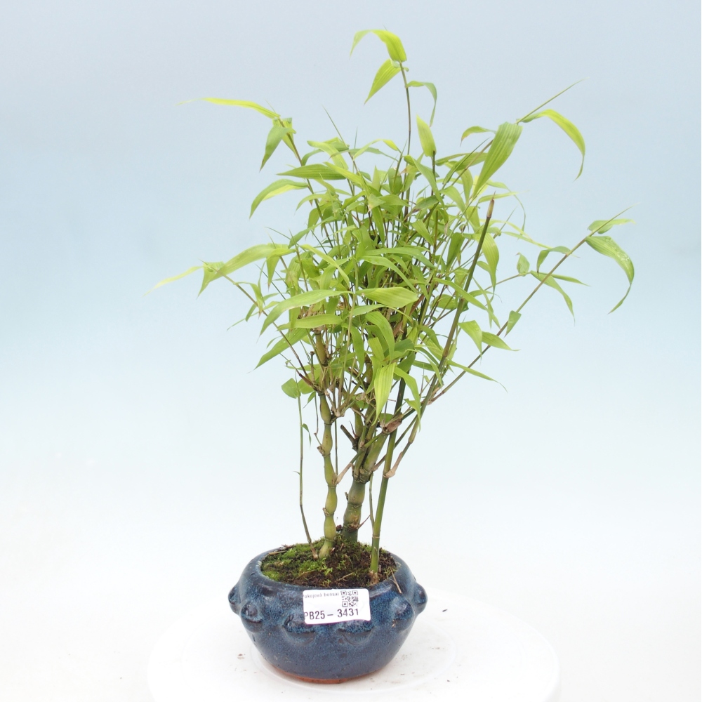 Szoba bonsai - Bambusz budha - Bambusz budha hasa