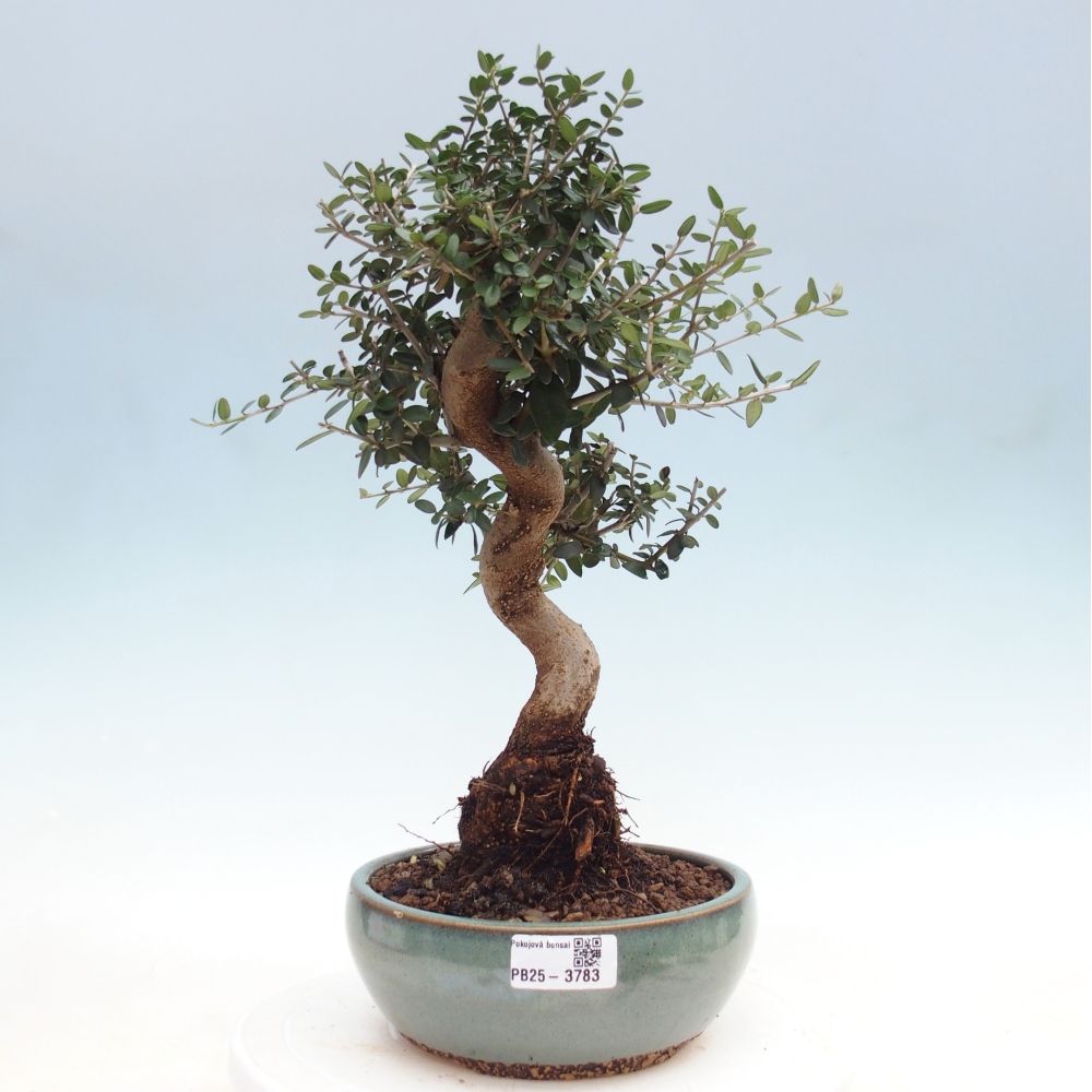 Beltéri bonsai - Olea europaea sylvestris