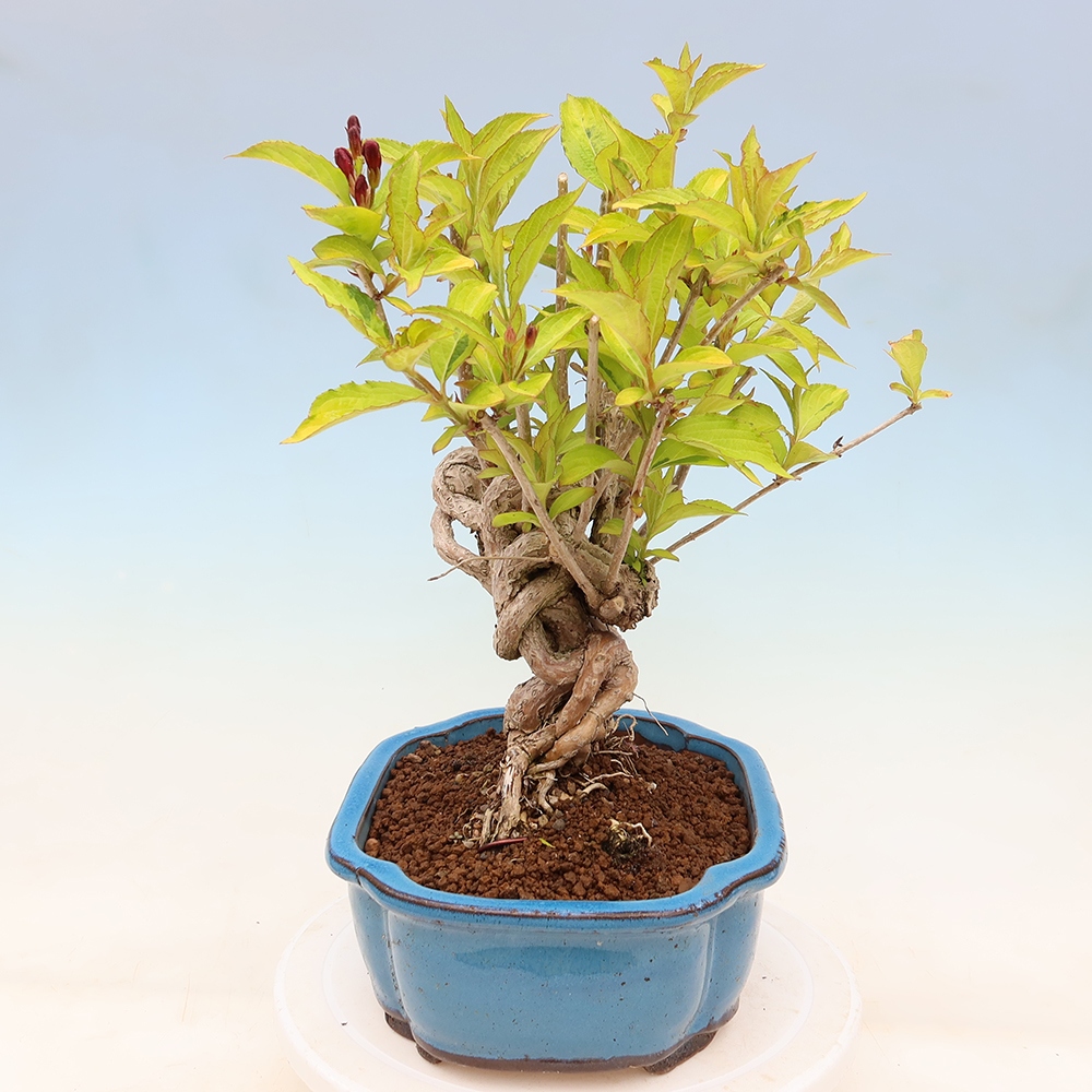 Kültéri bonsai – Weigela subsessilis – Koreai vajgélia