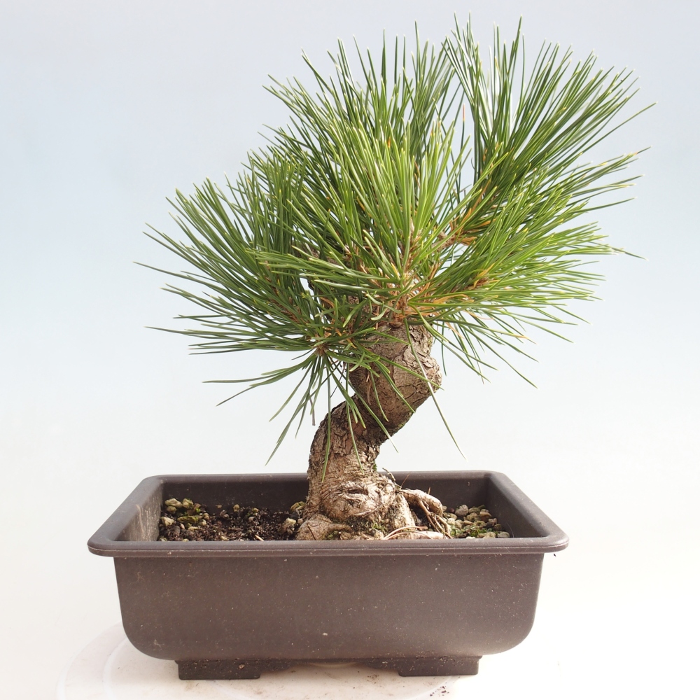 Kültéri bonsai - Pinus thunbergii - Thunberg fenyő