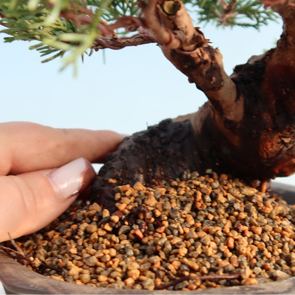 Kültéri bonsai - Juniperus chinensis Itoigawa