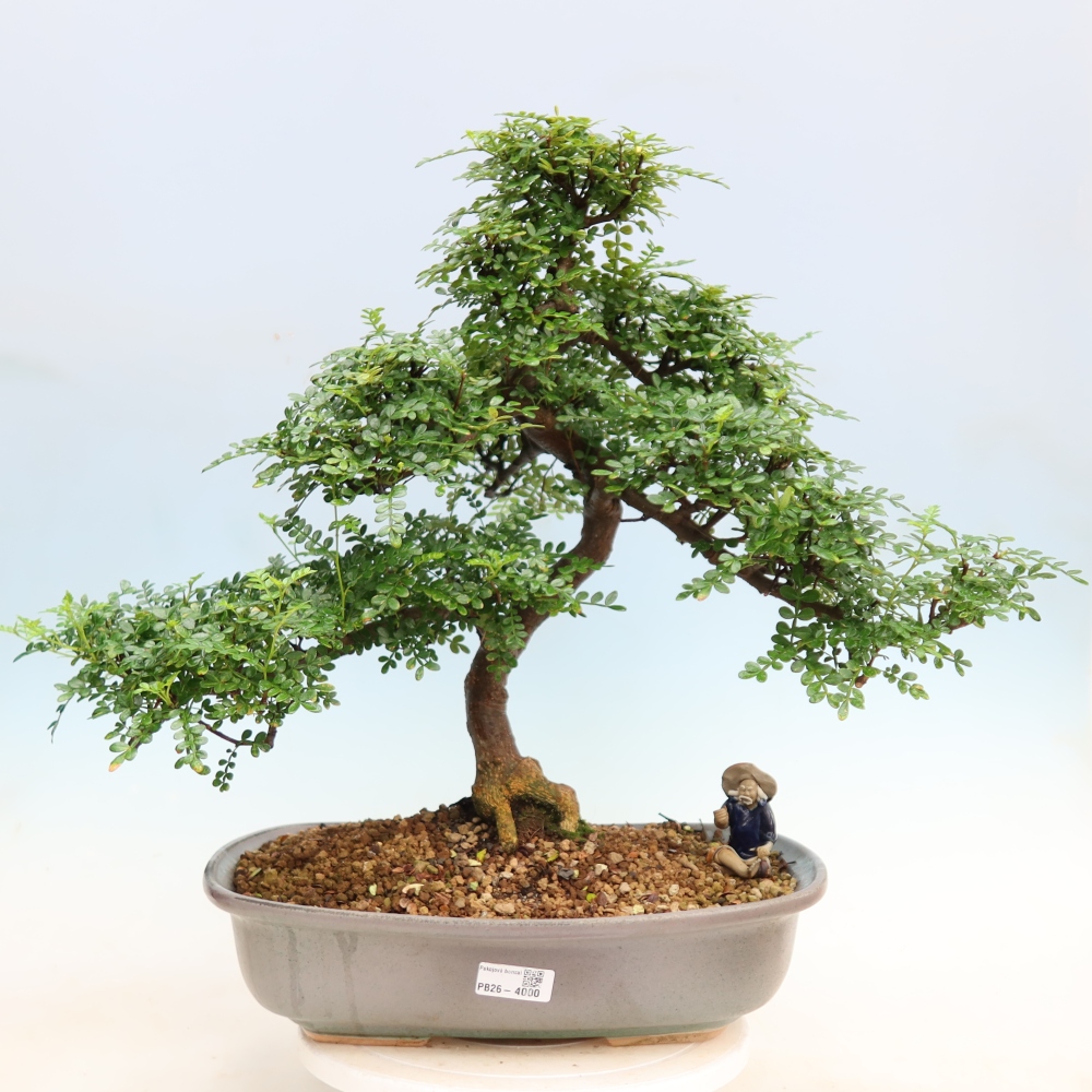 Szobai bonsai - Zantoxylum piperitum - borsfa