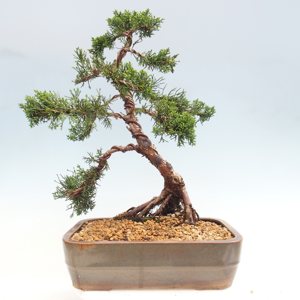 Kültéri bonsai - Juniperus chinensis Kishu