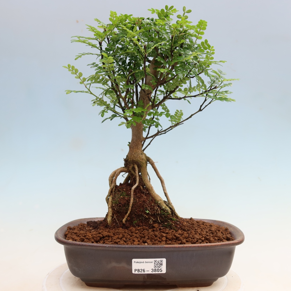 Szobai bonsai - Zantoxylum piperitum - borsfa
