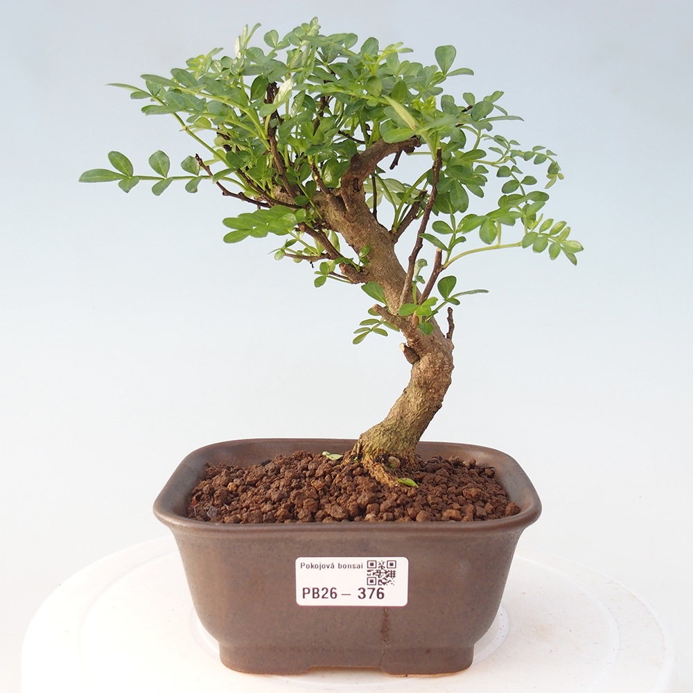 Szobai bonsai - Zantoxylum piperitum - borsfa