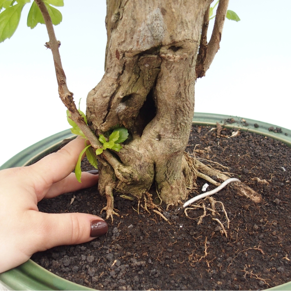 Szobai bonsai - Duranta erecta Aurea - CSAK SZEMÉLYES Begyűjtés vagy raklapos szállítás