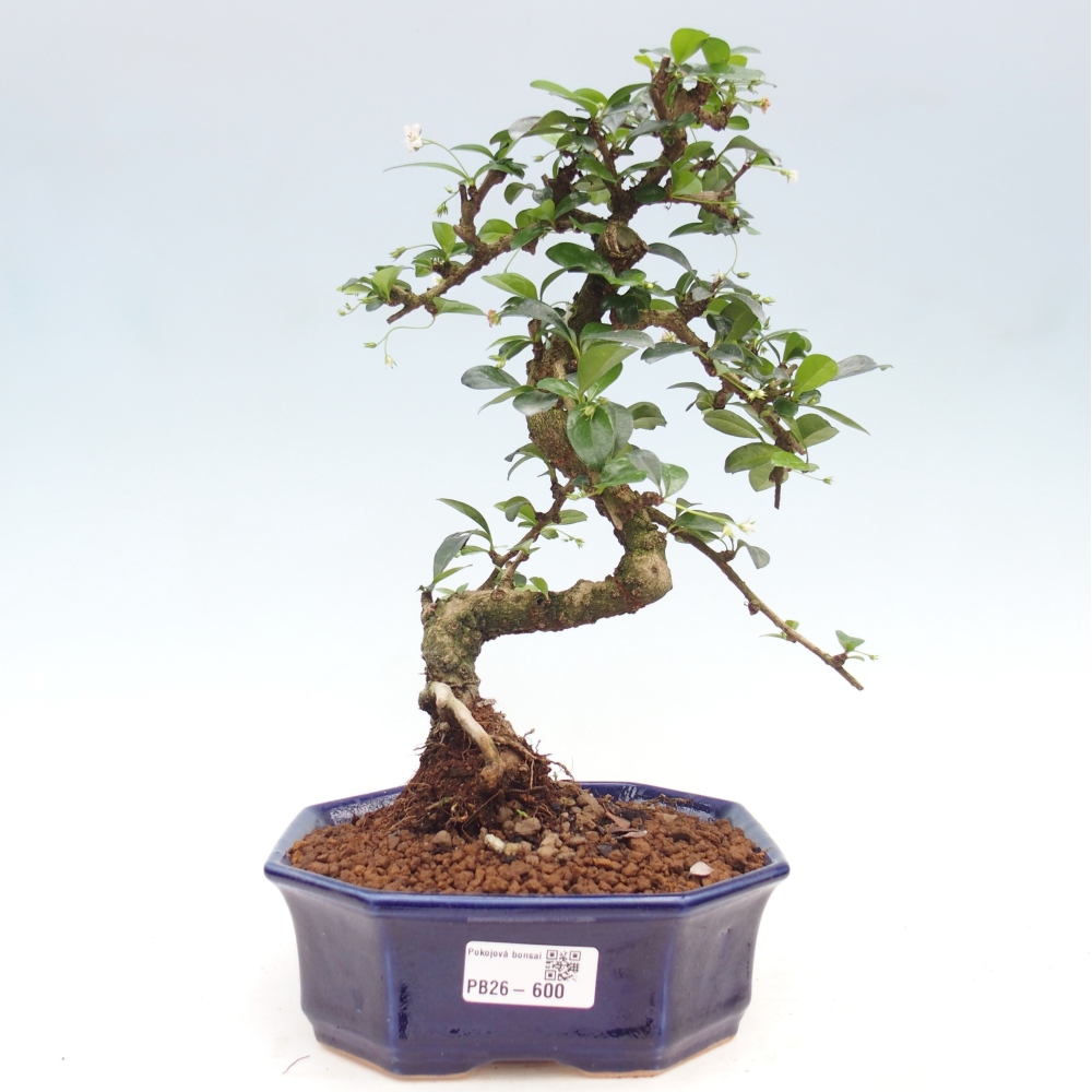 Szobai bonsai - Carmona macrophylla - Tea fuki