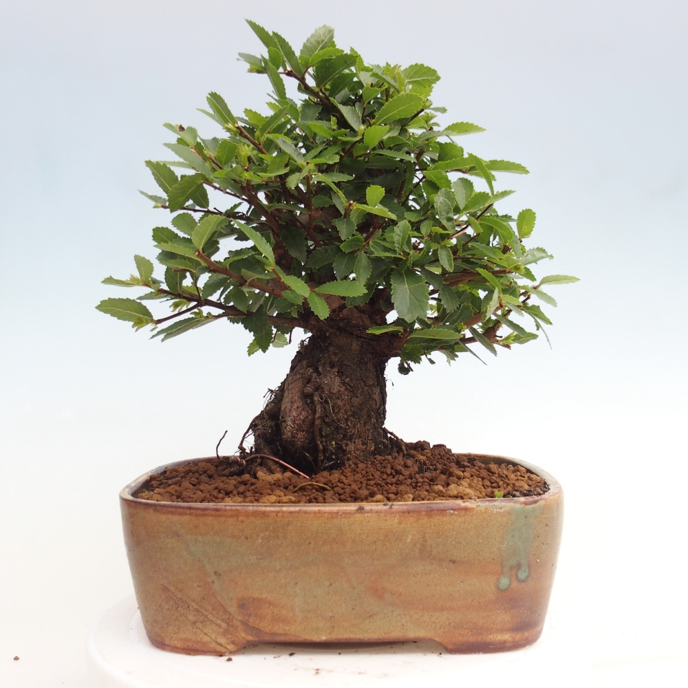 Kültéri bonsai - Zelkova - Zelkova NIRE