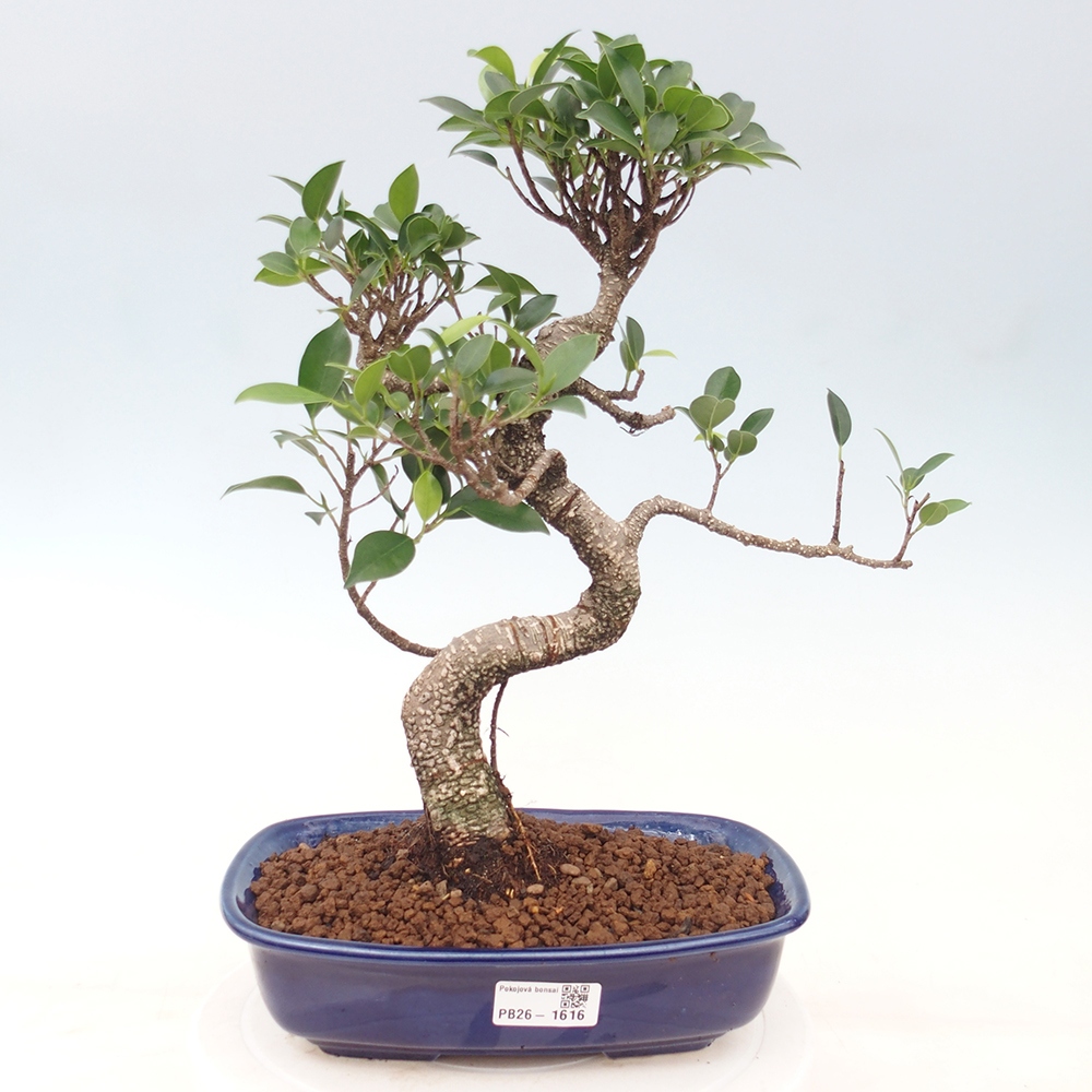 Szobai bonsai - Ficus kimmen - kislevelű fikusz