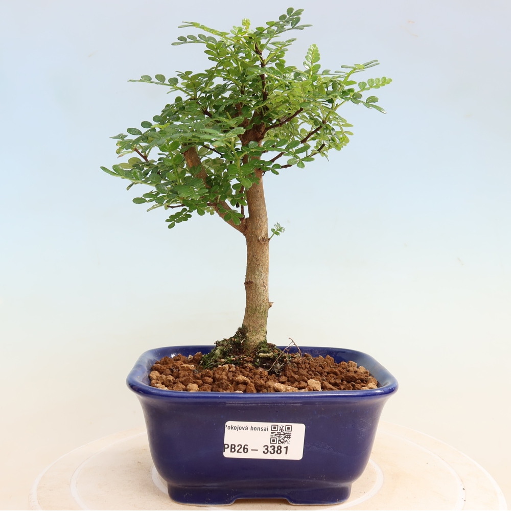 Szobai bonsai - Zantoxylum piperitum - borsfa