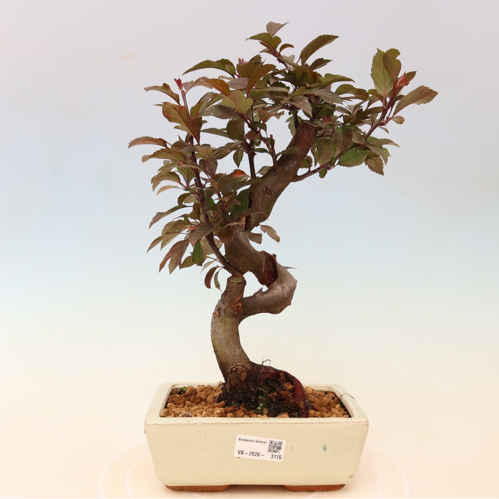 Kültéri bonsai -Malus domestica - Kis gyümölcsű piros levelű almafa